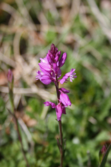 Polygala pedemontana