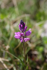 Polygala pedemontana
