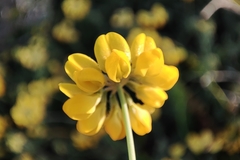 Coronilla minima