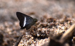 Coeliadinae