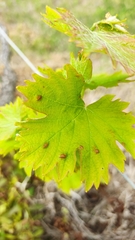 Colomerus vitis