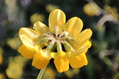 Coronilla minima