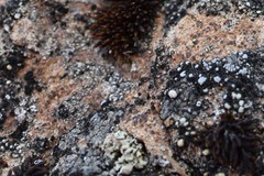 Caeruleum heppii