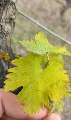 Colomerus vitis