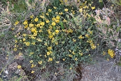 Coronilla minima