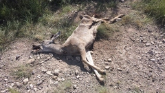 Odocoileus hemionus eremicus