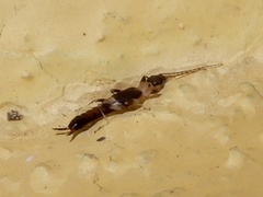 Pygidicranidae
