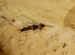 Pygidicranidae