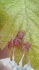 Colomerus vitis