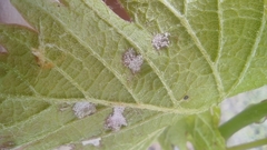 Colomerus vitis