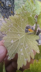 Colomerus vitis