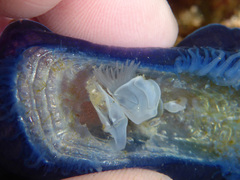 Dosima fascicularis