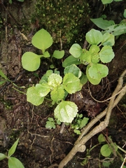 Pilea cavaleriei