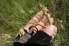 Lathyrus pannonicus