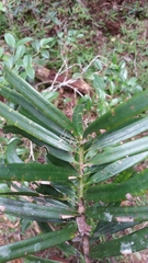 Podocarpus madagascariensis