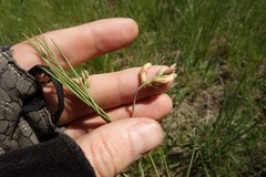 Lathyrus pannonicus