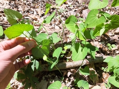 Aristolochia pallida