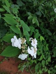 Viburnum plicatum