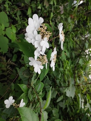 Viburnum plicatum