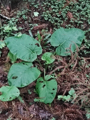 Cardiocrinum cathayanum
