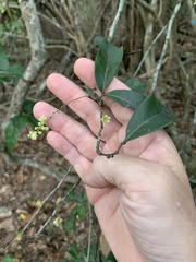Cupaniopsis wadsworthii