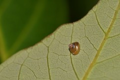 Coneuplecta calculosa