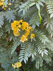 Senna spectabilis