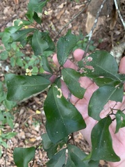 Cupaniopsis wadsworthii