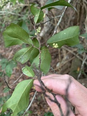 Cupaniopsis wadsworthii