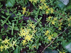 Sedum bulbiferum