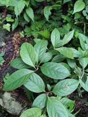 Schisandra chinensis