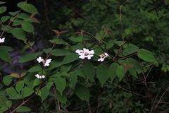 Viburnum plicatum