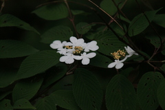 Viburnum plicatum