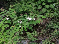Viburnum plicatum