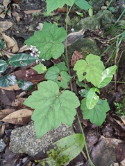 Tiarella polyphylla