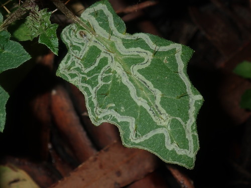Ophiomyia solanicola