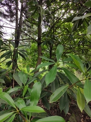 Magnolia fordiana