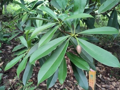 Magnolia fordiana