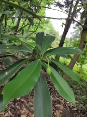 Magnolia fordiana