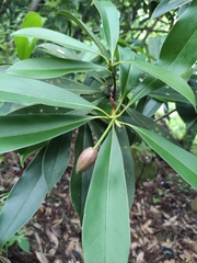 Magnolia fordiana