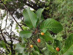 Prunus pseudocerasus