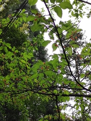 Prunus pseudocerasus