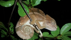 Chamaeleonidae