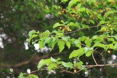 Prunus pseudocerasus