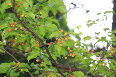 Prunus pseudocerasus