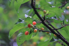 Prunus pseudocerasus