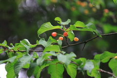 Prunus pseudocerasus