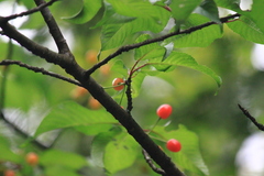 Prunus pseudocerasus