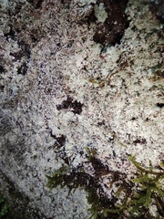 Pilocarpaceae