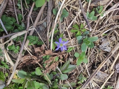 Anemonoides caucasica